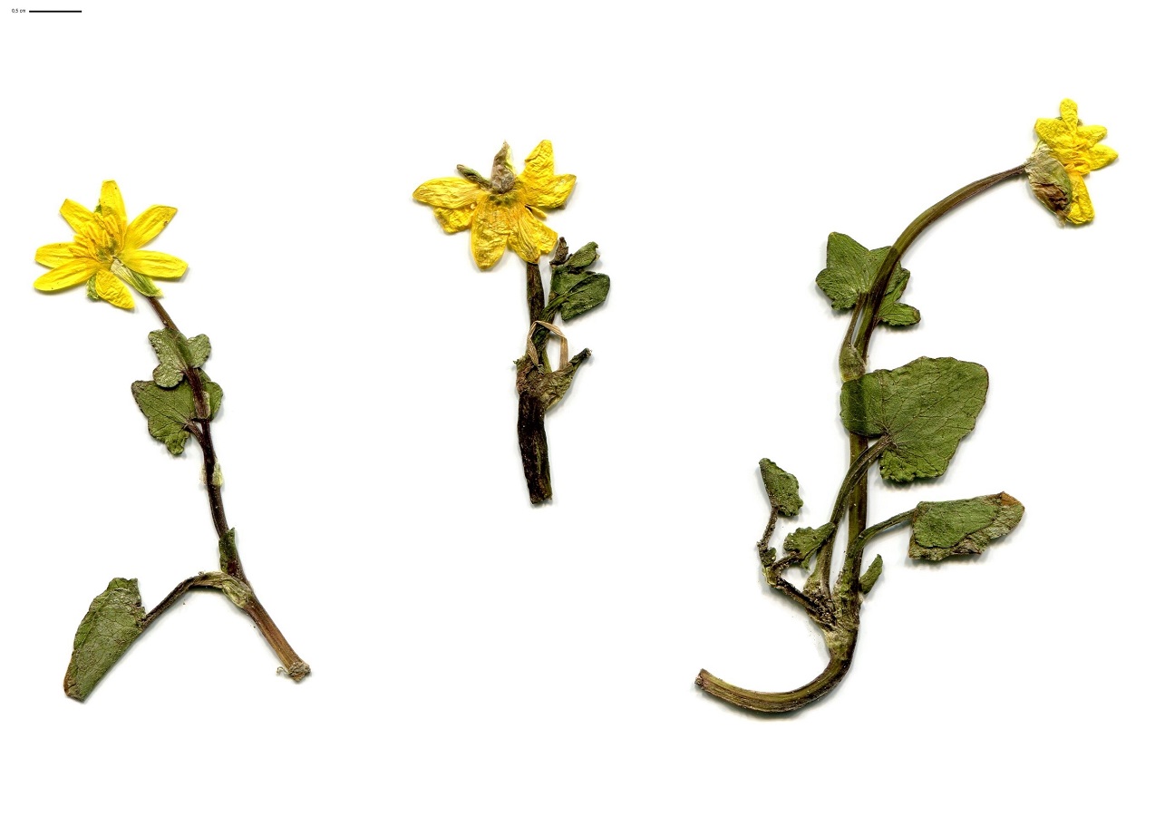 Ficaria verna subsp. verna (Ranunculaceae)